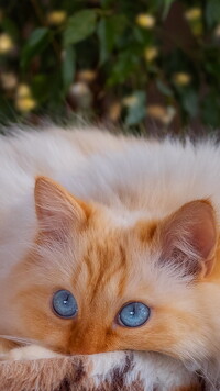 Rudo-biały kot z niebieskimi oczami