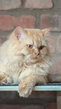 Rudy kot brytyjski długowłosy