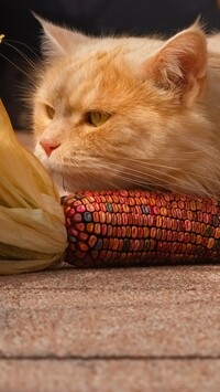 Rudy kot obok kukurydzy