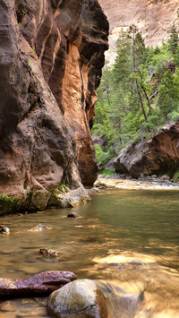 Rzeka w skalistym kanionie Zion Narrows