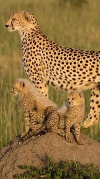 Samica geparda z młodymi