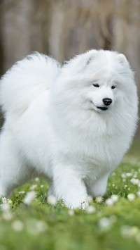 Samojed