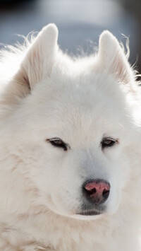 Samojed