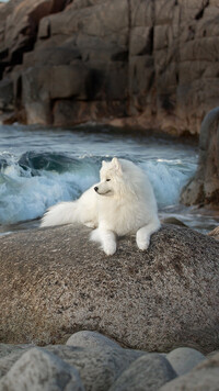 Samojed na kamieniu