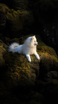 Samojed na skale