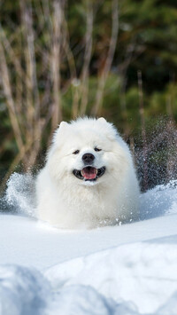 Samojed w śniegu