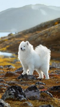 Samojed