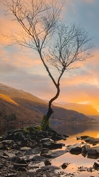 Samotne drzewo nad jeziorem Llyn Padarn