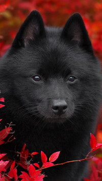 Schipperke