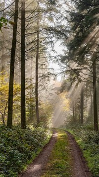 Ścieżka w słonecznym lesie