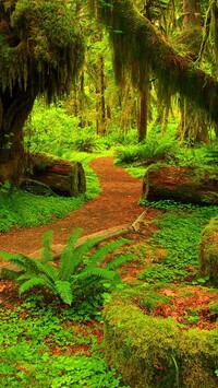Ścieżka w tropikalnym lesie