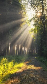 Ścieżka wśród drzew w słonecznych promieniach