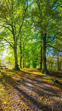 Ścieżka wśród drzew w zielonym lesie