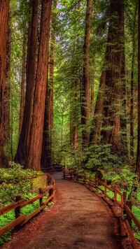 Sekwoje w Parku Narodowym Redwood