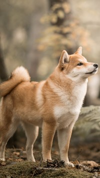 Shiba inu