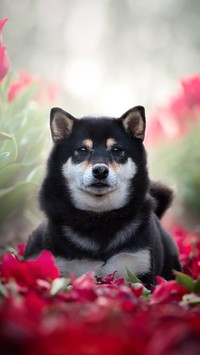 Shiba inu