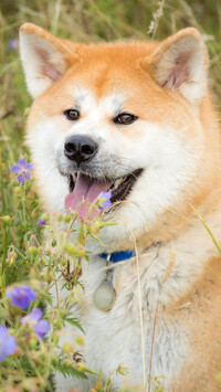 Shiba inu