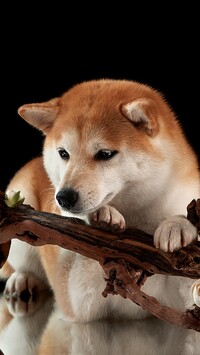 Shiba inu