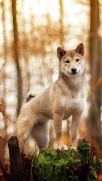 Shiba inu na omszałym pniu