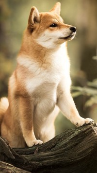 Shiba inu na pniu drzewa