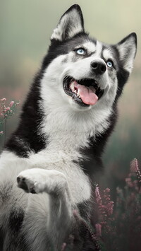 Siberian husky