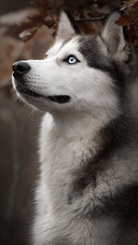 Siberian husky