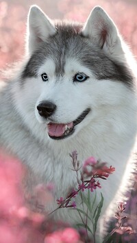 Siberian husky