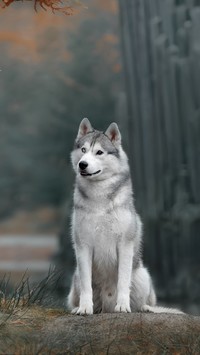 Siberian husky