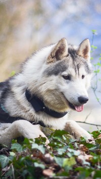 Siberian husky