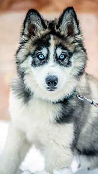 Siberian husky