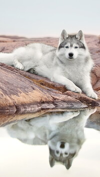 Siberian husky