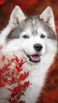 Siberian husky