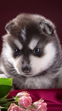 Siberian husky i róże