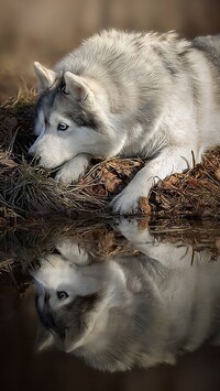 Siberian husky leżący nad wodą