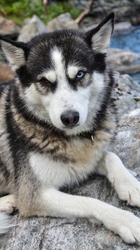 Siberian husky na kamieniu