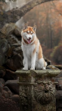 Siberian husky na postumencie