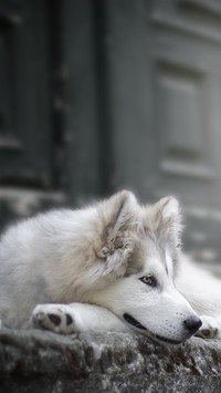 Siberian husky na schodach