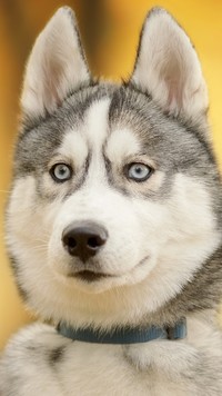 Siberian husky o niebieskich oczach wpatruje się w dal