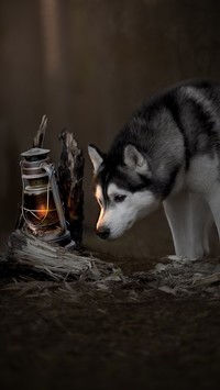 Siberian husky obok lampy naftowej