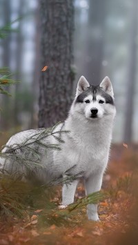 Siberian husky w lesie