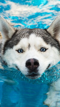Siberian husky w wodzie