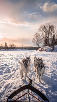 Siberian husky w zaprzęgu