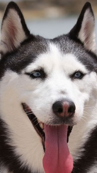 Siberian husky z językiem na wierzchu