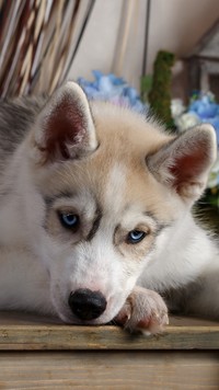 Siberian husky