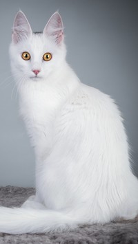 Siedzący biały kot rasy angora turecka
