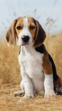 Siedzący szczeniak beagle