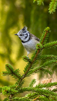 Sikora czubatka