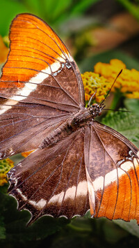 Siproeta epaphus