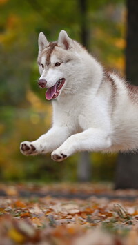 Skaczący siberian husky