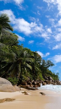 Skały pod palmami na plaży
